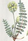 Astragalus