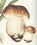 Mushroom