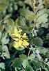 Greater celandine