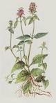 Blackcap
