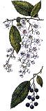 Bird cherry