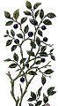Bilberries