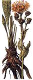 Elecampane