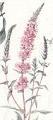 Loosestrife