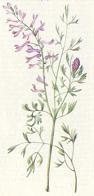 Common  fumitory