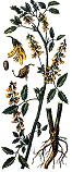 Melilot, Sweet clover