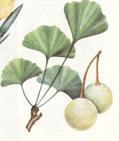 Ginkgo