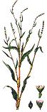 Snakeweed