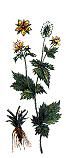 Geum, Bennet
