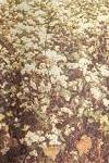 Buckwheat