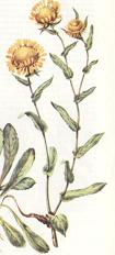 Grindelia