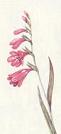 Gladiolus (Sword-lily)