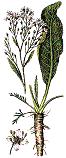 Horse-radish