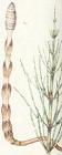 Horse-tail