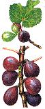 Fig