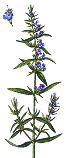 Hyssop
