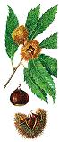 Horse-chestnut