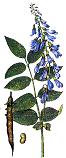 Bluebell, bellflower, campanula