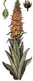 Mullein
