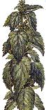 Nettle