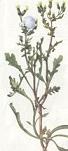 Groundsel