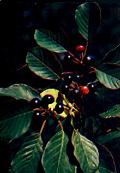 Buckthorn