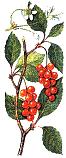 Schizandra