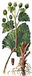 Burdock