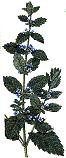 Lemon-balm