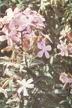 Saponaria