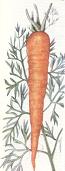 Carrot