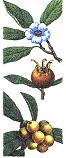 Mespilus