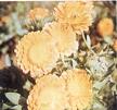 Marigold