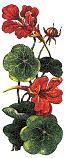 Nasturtium