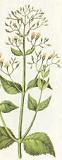 Fig-wort