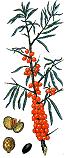 Sea-buckthorn