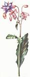 Borago