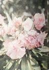 Oleander