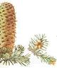 Fir