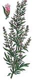 Tansy
