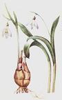 Snowdrop