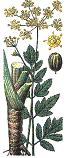 Wormwood