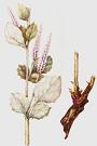 Breadroot