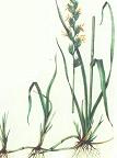 Couch-grass