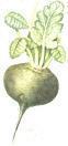 Black radish