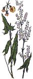 Sorrel