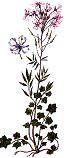 Cuckoo-flower