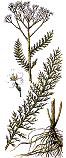 Milfoil