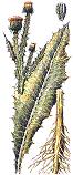 Thistle