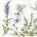 Speedwell